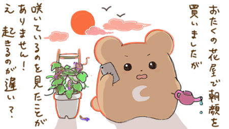 朝顔へのクレーム